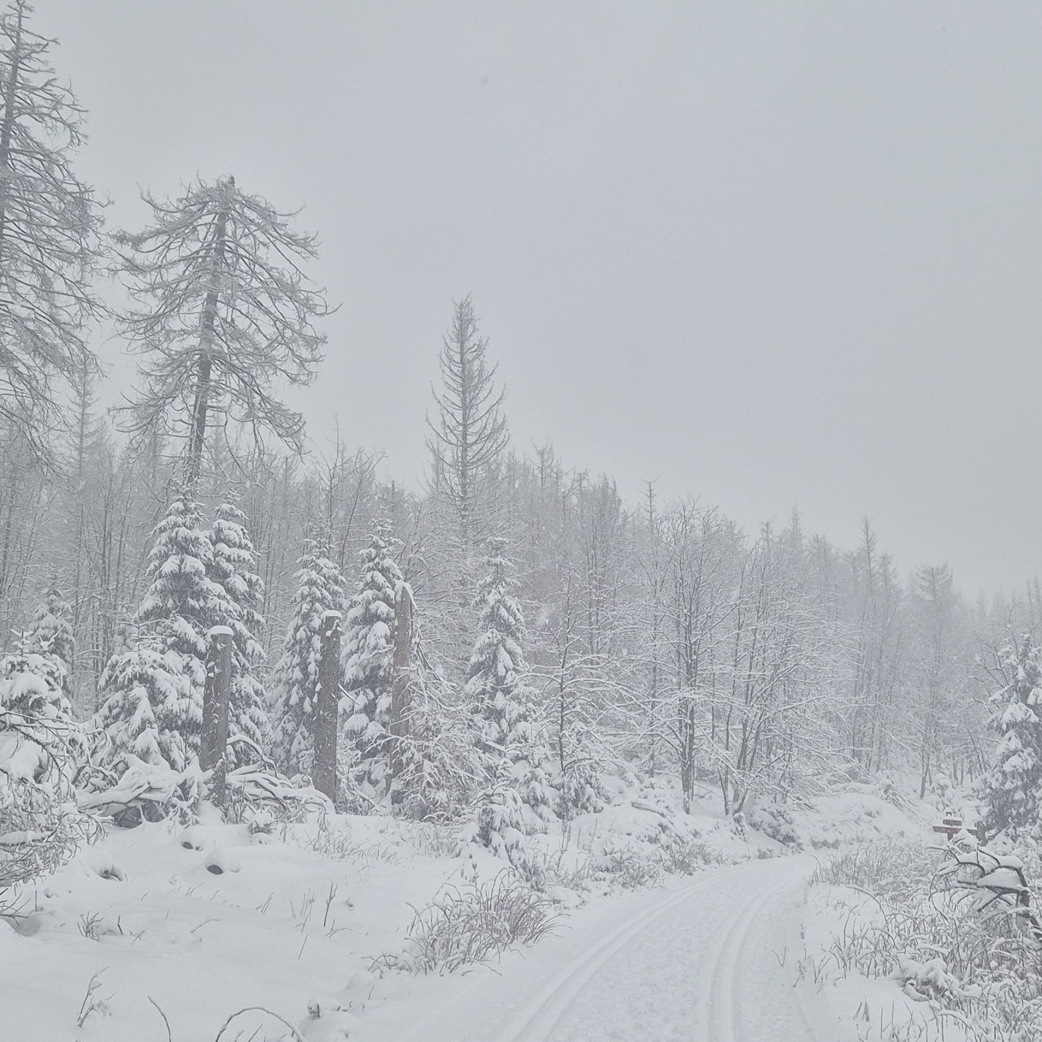 20250111_154247-2024x2024 Schnee, eine Freude für Kinder. Doch wie entsteht er?