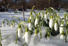 schneeglockchen blumen fruhling schnee schmelze
