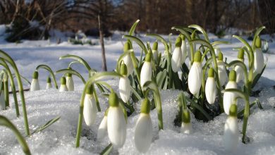 schneeglockchen blumen fruhling schnee schmelze