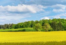 71370589 Bluehender Raps in der Naehe von Leutstetten Starnberg Bayern Deutschland Europa